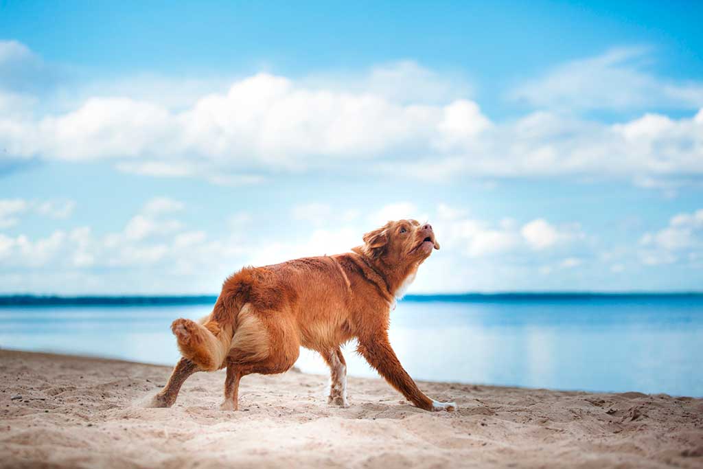 Hundestrände in Dänemark oder die Freiheit für Pfoten unserer Lieblinge.