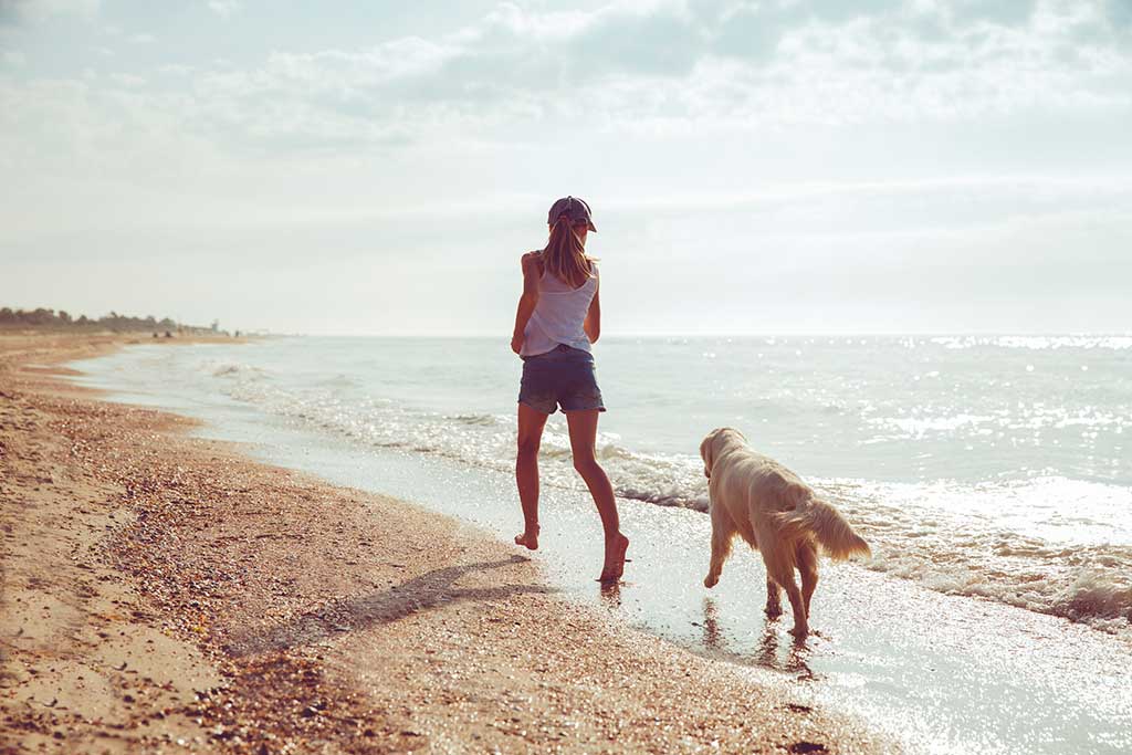urlaub mit dem hund dänemark