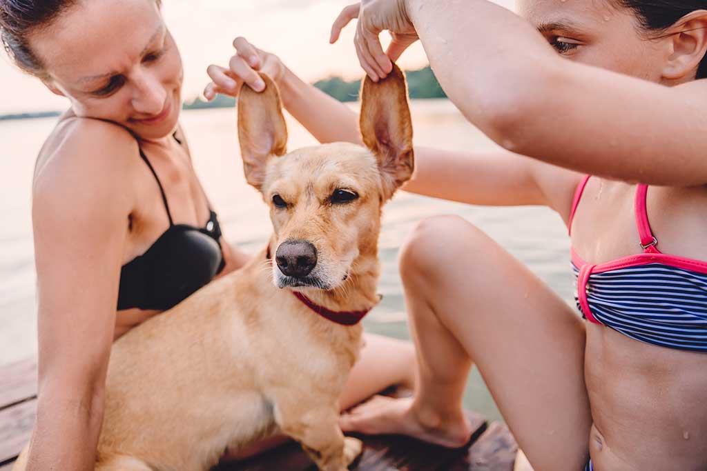 Dänemark Ferien mit Hund