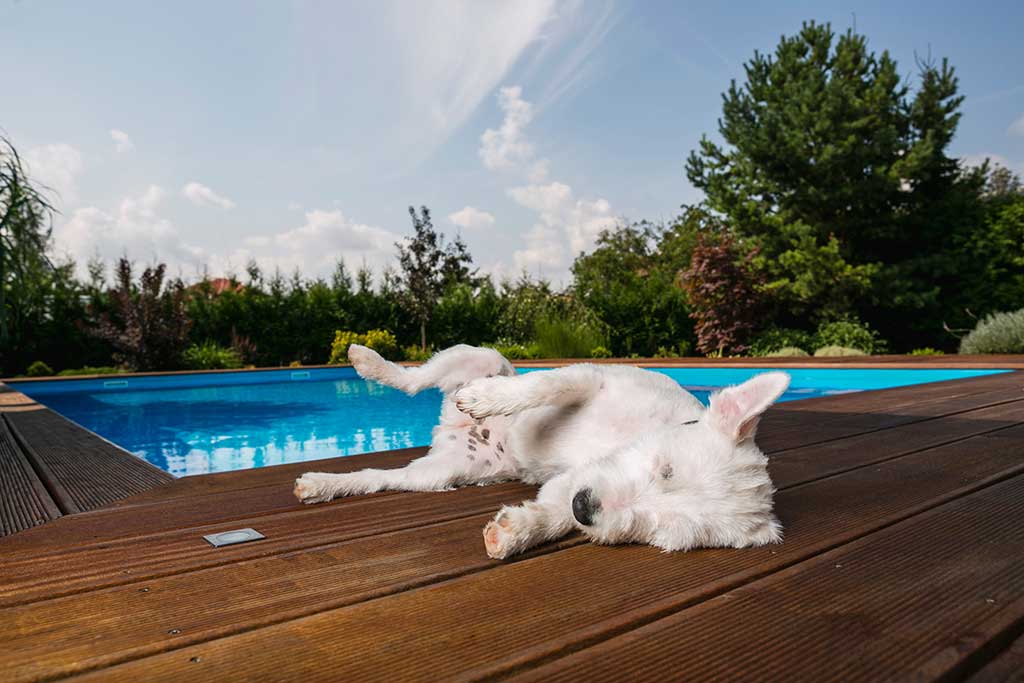 Ferienhaus mit Hund und Pool Dänemark, ein Traum für die gesamte Familie.