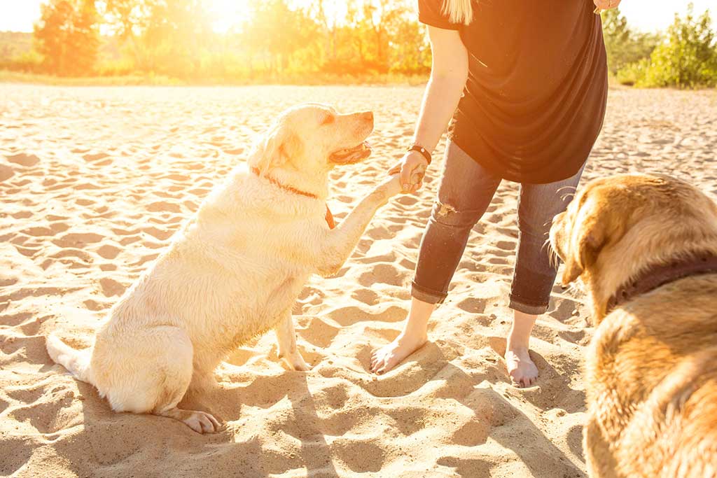 Traum Ferienwohnung mit Hund am Strand