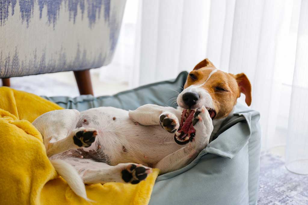 Ferienwohnung mit dem Hund