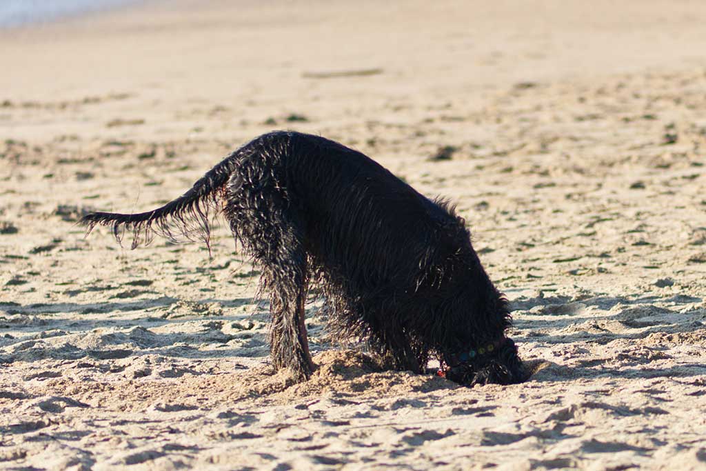urlaub mit hund daenemark und kinder