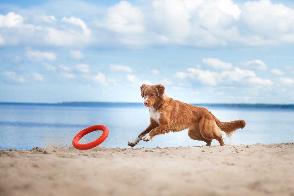Urlaub mit Hund in Dänemark