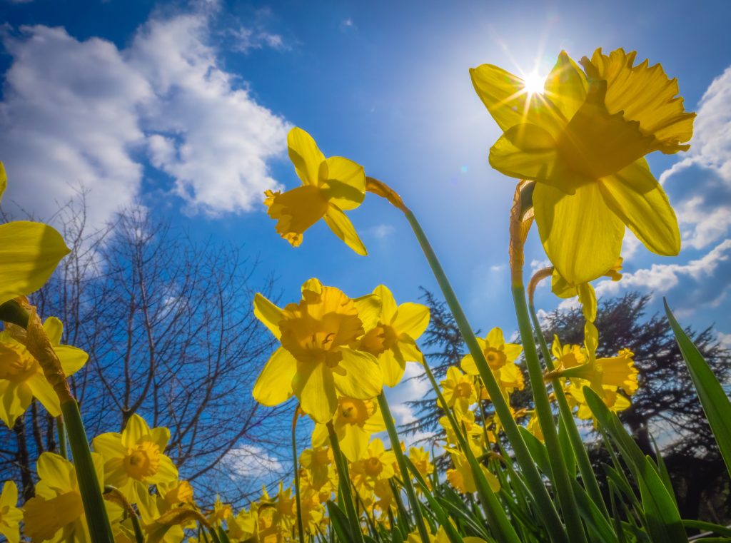 10 Tage Wetter in Dänemark – Leuchtende Osterglocken gegen den strahlenden Frühlingshimmel.