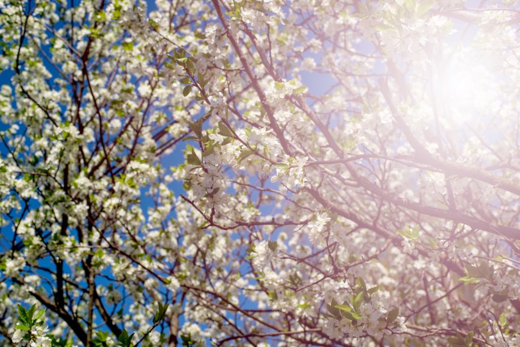 14 Tage Wetter Dänemark – Blühende Zweige im Frühling mit sonnigem Himmel im Hintergrund.