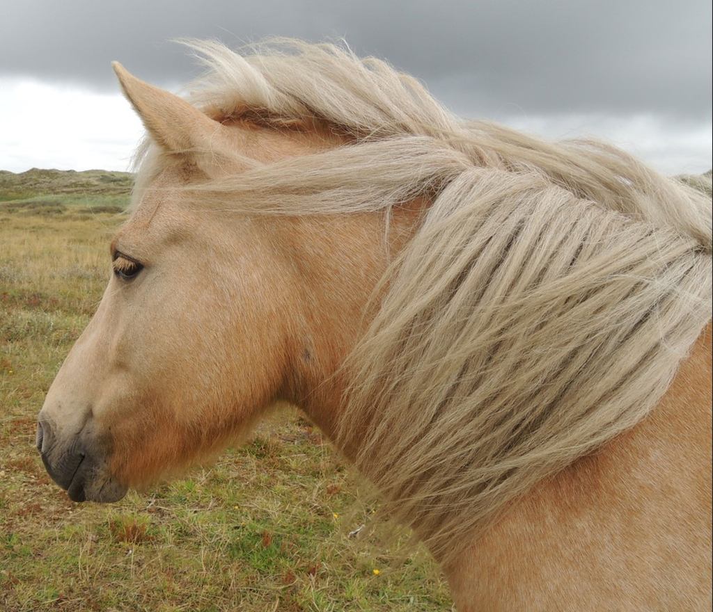 Ein Pferd in der Nähe des Houstrup Ferienhauses steht vor einem bewölkten Himmel, sein blondes, wehendes Mähnenhaar hebt sich gegen den grauen Hintergrund ab.