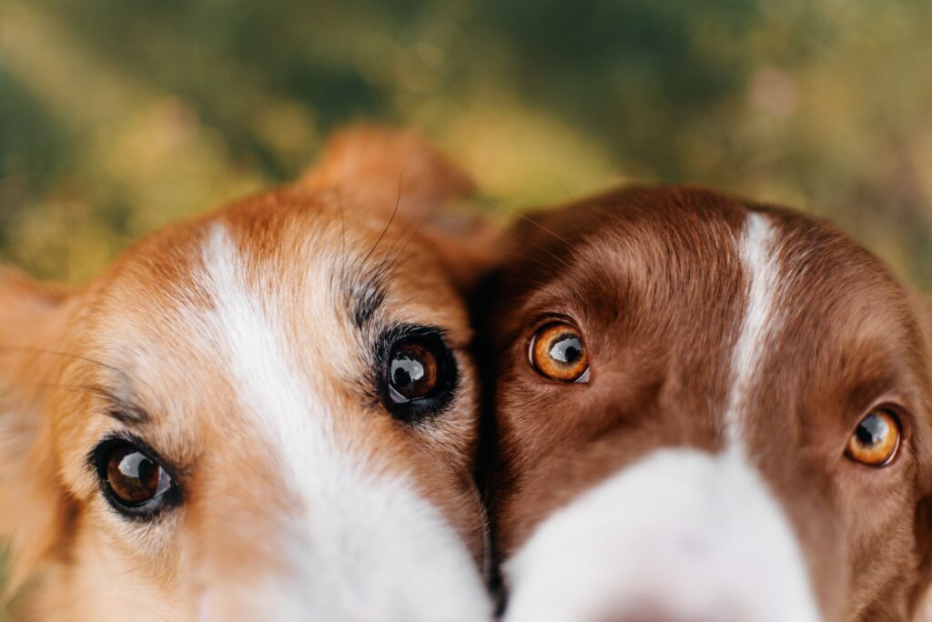 Hunde