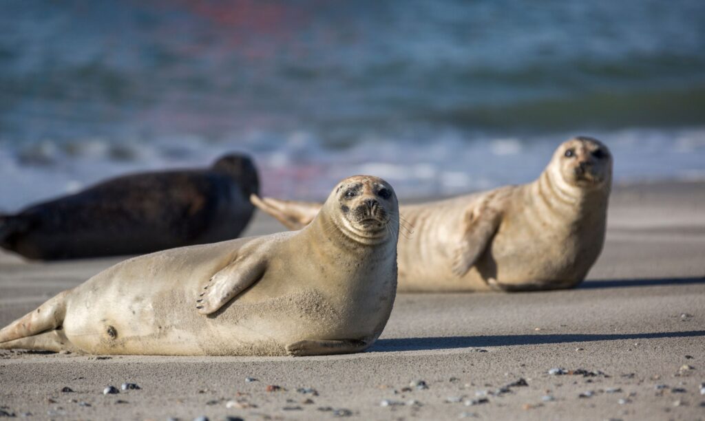Seehunde