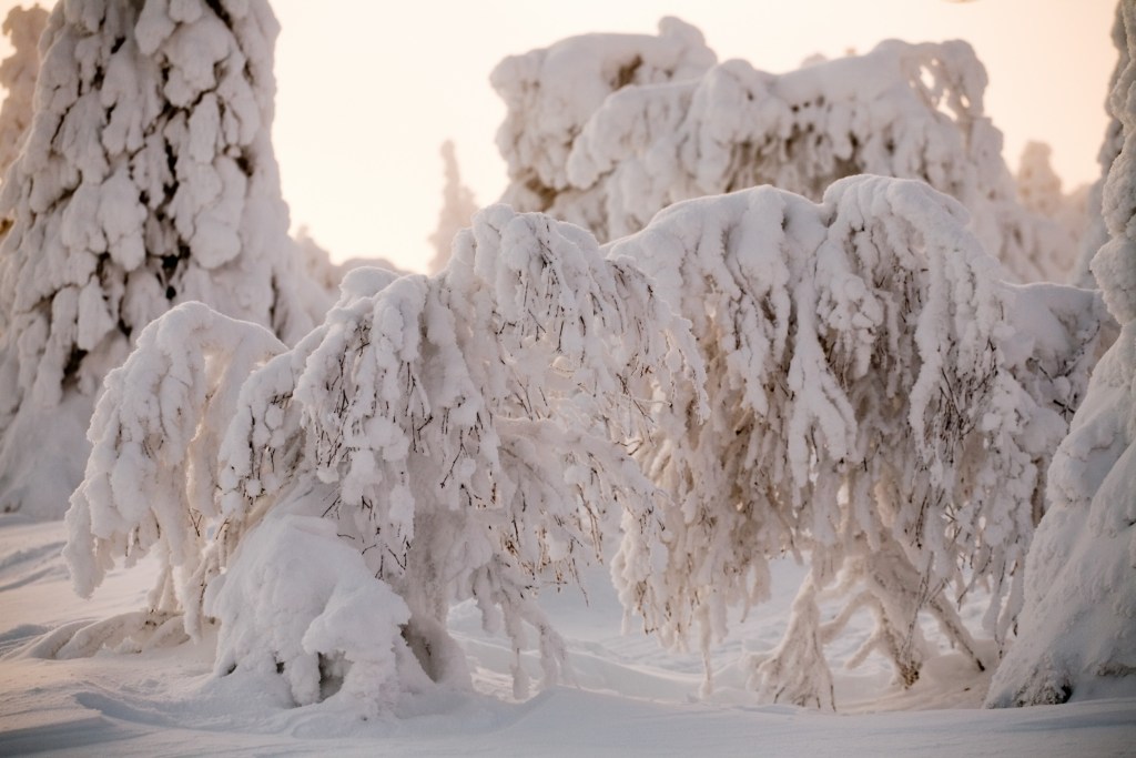 September Wetter Dänemark – Schneebedeckte Bäume in einer winterlichen Landschaft bei Sonnenaufgang.
