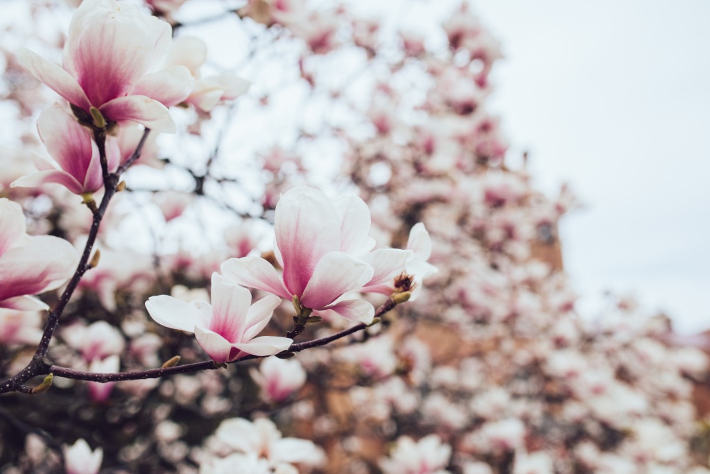 Wetter Dänemark Nordsee 16 Tage - Magnolienblüten im sanften Fokus vor unscharfem Hintergrund.