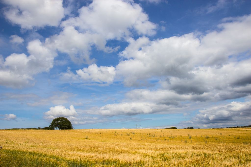 10-Tage-Wetter in Lønstrup – ein weitläufiges goldenes Feld unter einem dramatischen Himmel voller flauschiger Wolken.