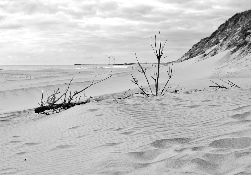 Årgab Dänemark Erfahrungen - Das Schwarzweißbild zeigt die windgeformten Sanddünen von Årgab, Dänemark, mit kahlen, trockenen Ästen, die aus dem Sand ragen und im Hintergrund sanfte Wellen und Windkraftanlagen am Horizont.