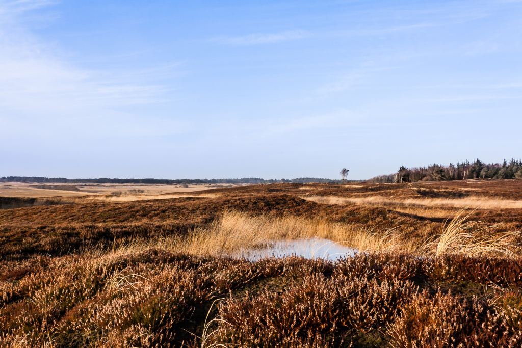 Bjerregård einkaufen - Weitläufige Heidelandschaft mit trockener Heide und spärlichen Bäumen unter einem klaren blauen Himmel.