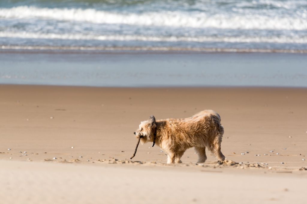 Ferienhaus Løkken – Ein Hund genießt einen Spaziergang am Strand, mit den sanften Wellen im Hintergrund, ein Sinnbild für die entspannenden Momente, die Løkken bietet.