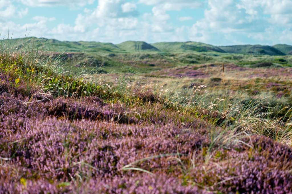 Houstrup - Blick über blühende Heidelandschaft mit violetten Heidekrautflächen und hügeligem Grünland im Hintergrund an einem sonnigen Tag.